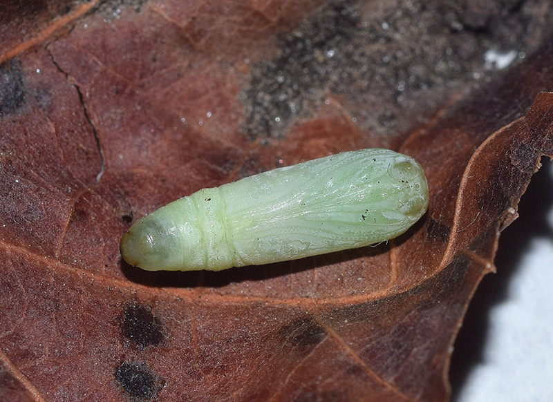 Bozzolo, pupa e adulto di Nycteola asiatica - Nolidae